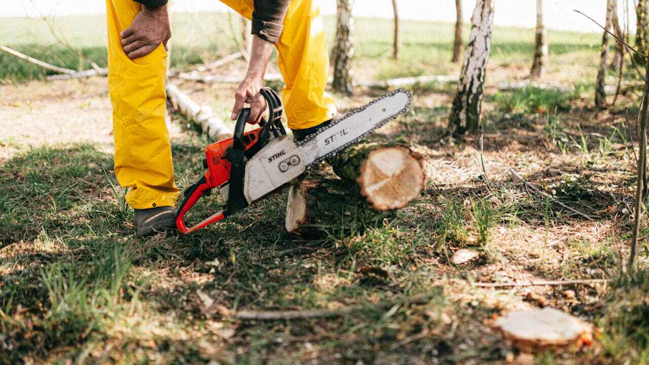 The Steps Involved in Our Tree Care Process in South Haven, IN